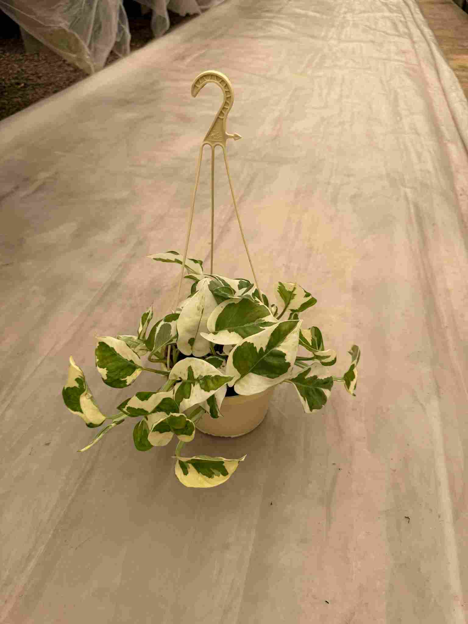 POTHOS N `JOY C 15 - COLGANTE