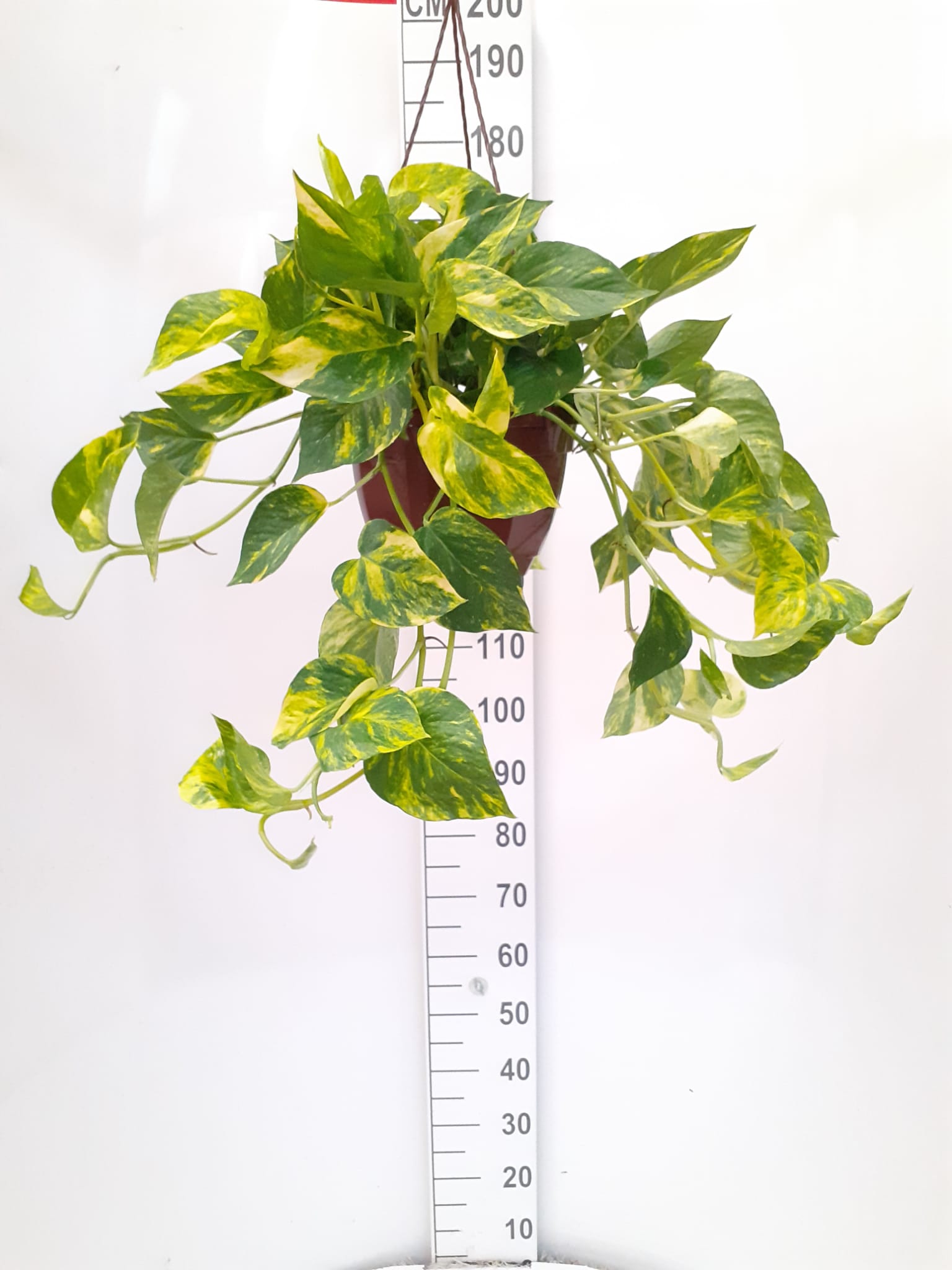 POTHOS C 30 - COLGANTE