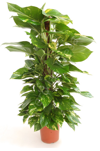 POTHOS TUTOR C 20 1 M