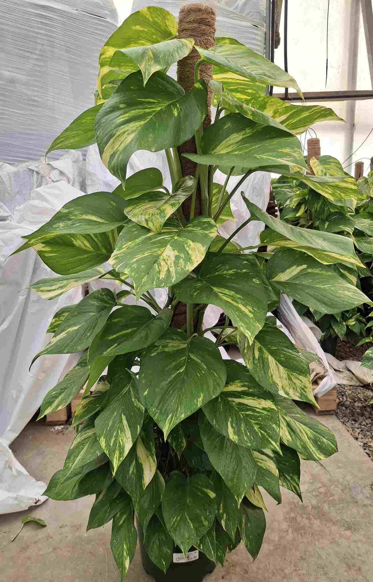 POTHOS TUTOR C 22 1.25 M