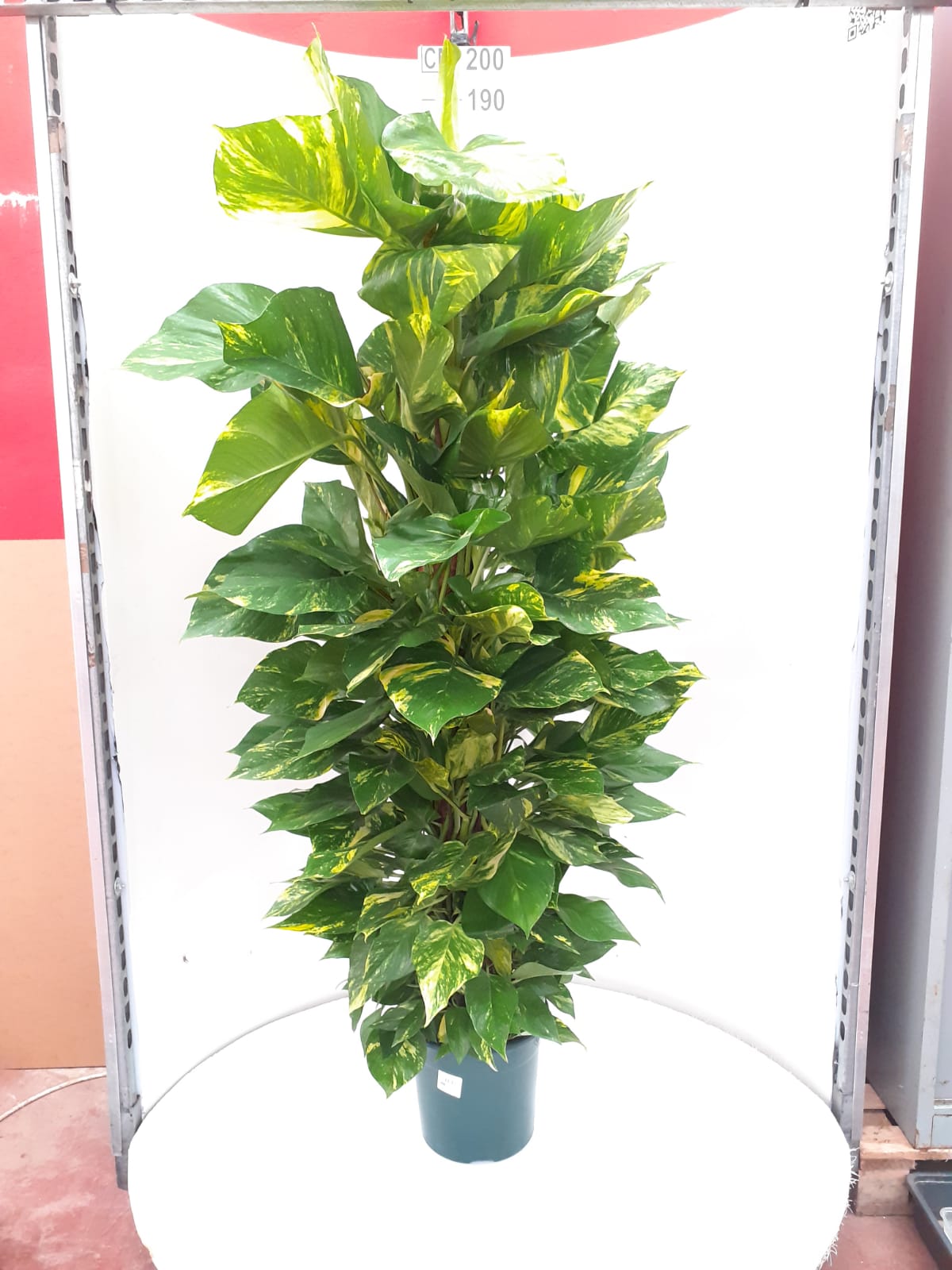 POTHOS TUTOR C 24 1.50 M