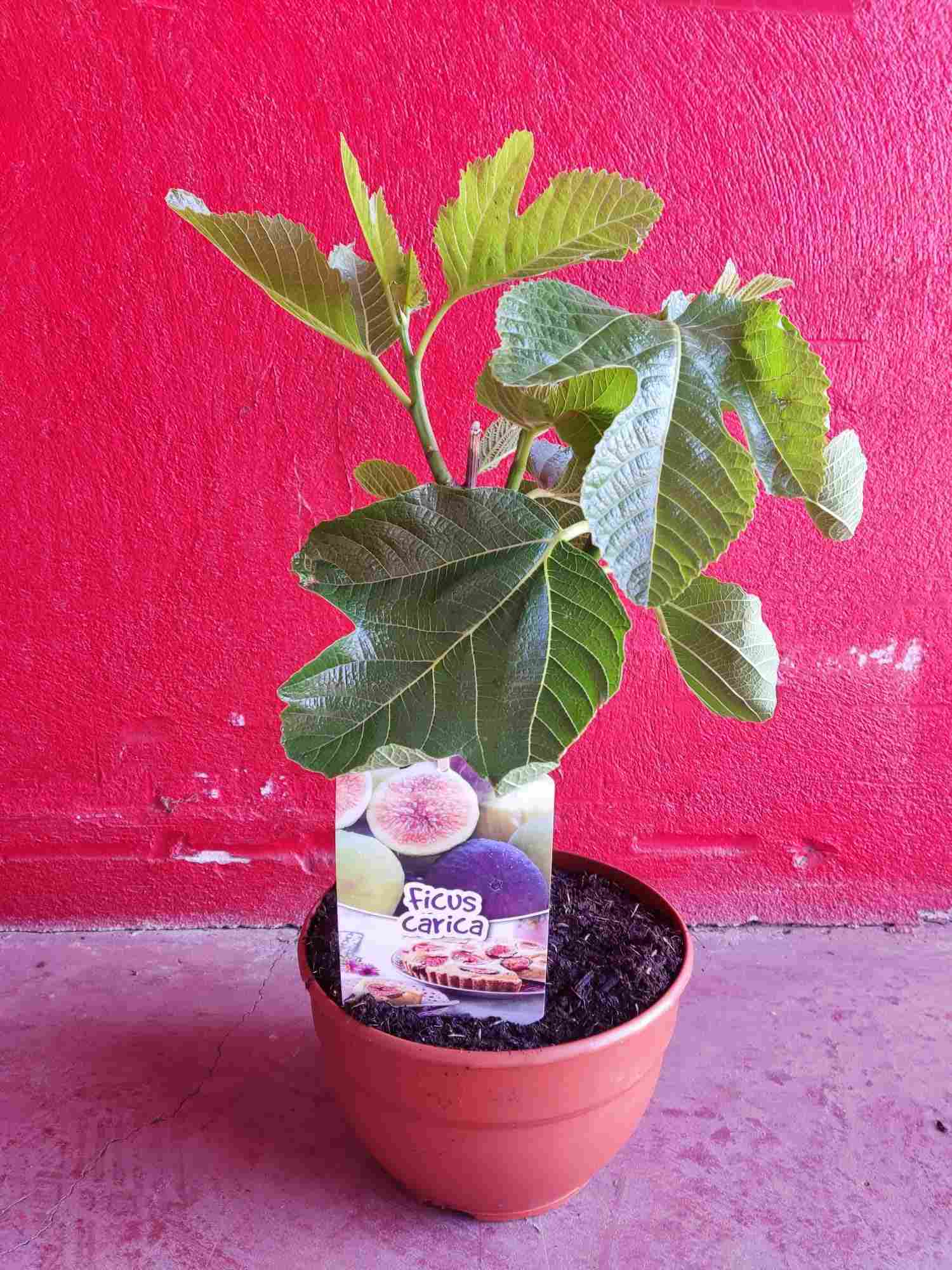 PRE-BONSAI FICUS CARICA MINI COPA C 20