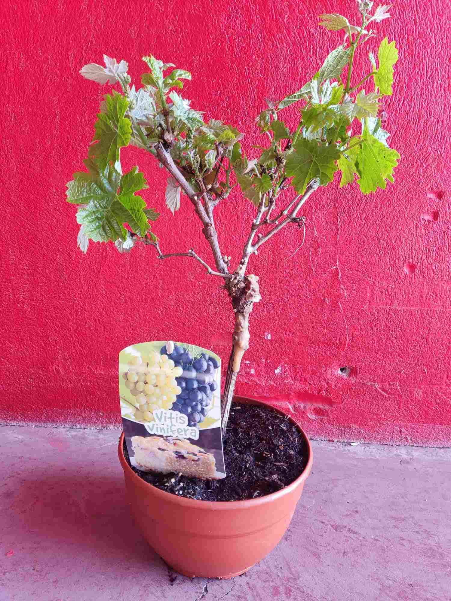 PRE-BONSAI VITIS VINIFERA C 20 MINI COPA
