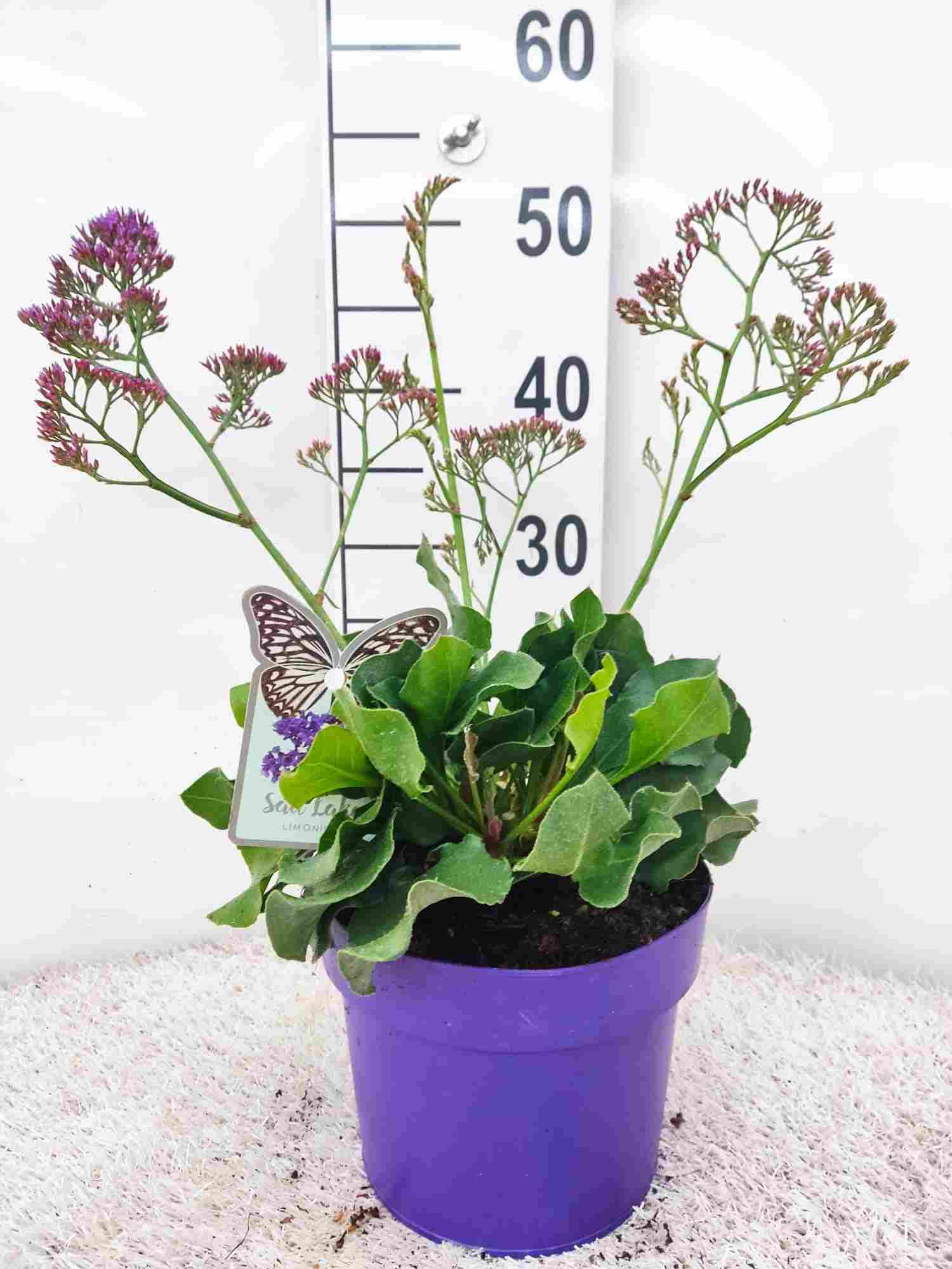 STATICE C 19 (LIMONIUM)