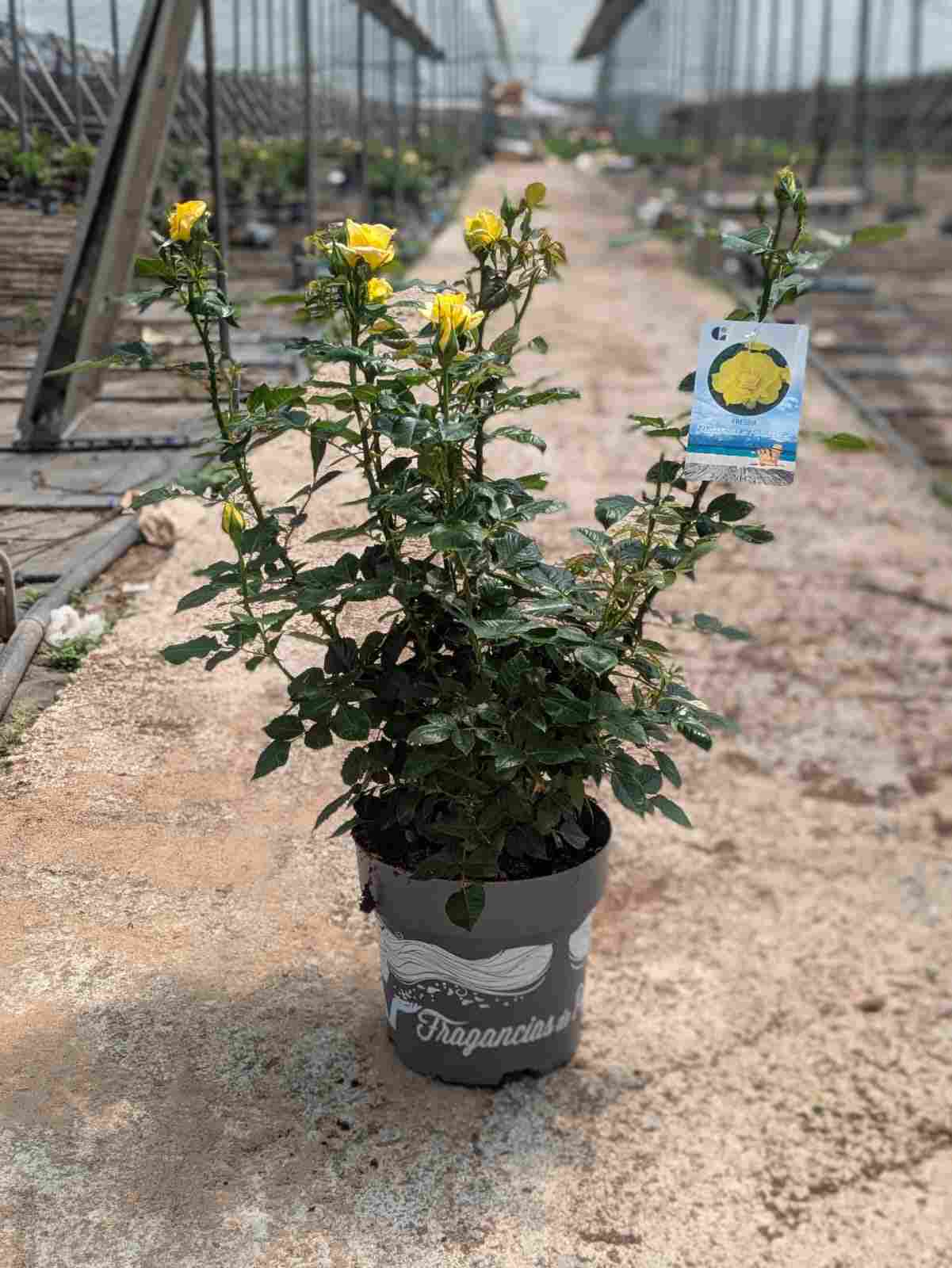 ROSAL MEILLAND C 23 2 PLANTAS ARBUSTIVO