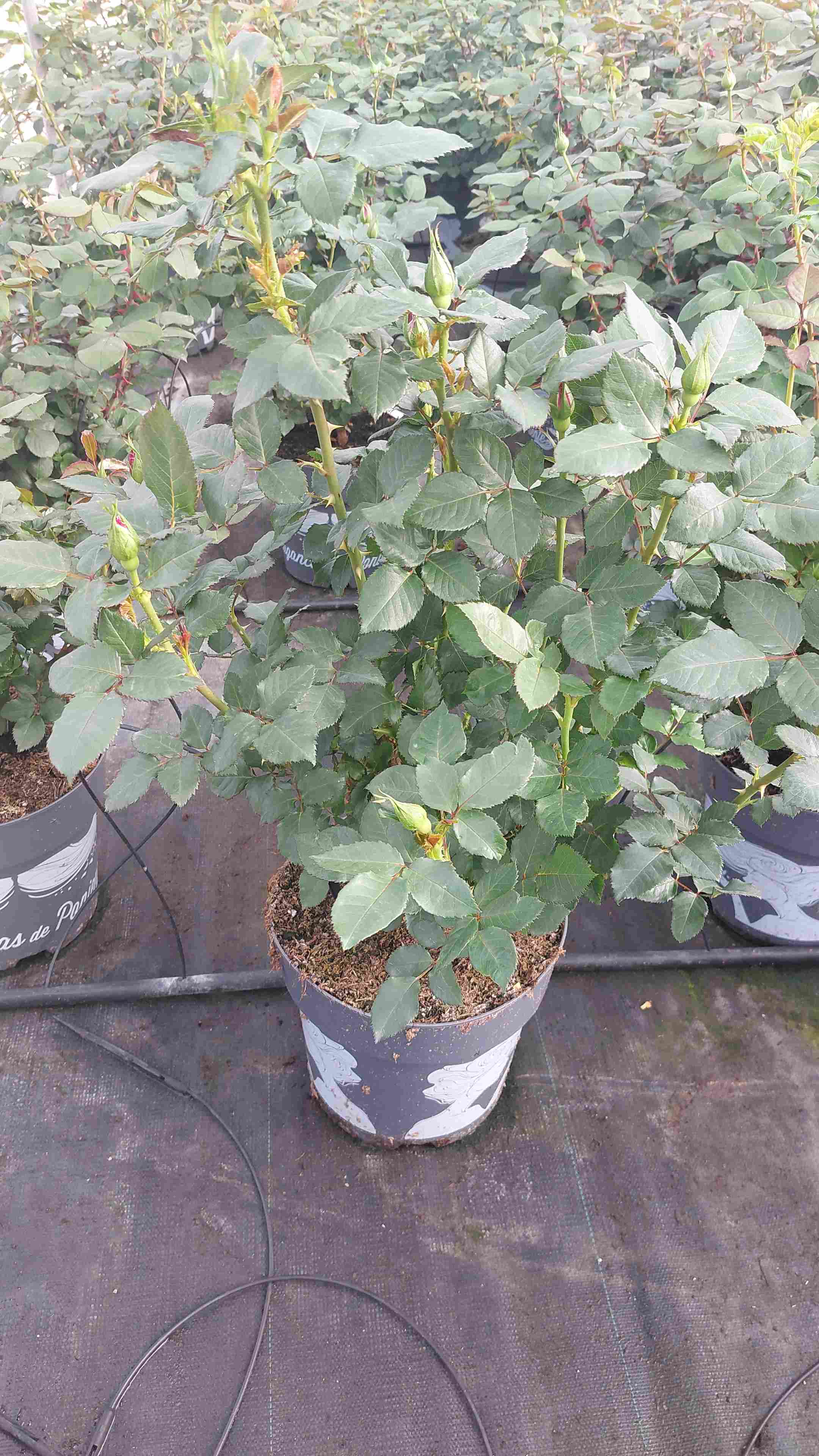 ROSAL GRANDIFLORA C 23 2 PLANTAS