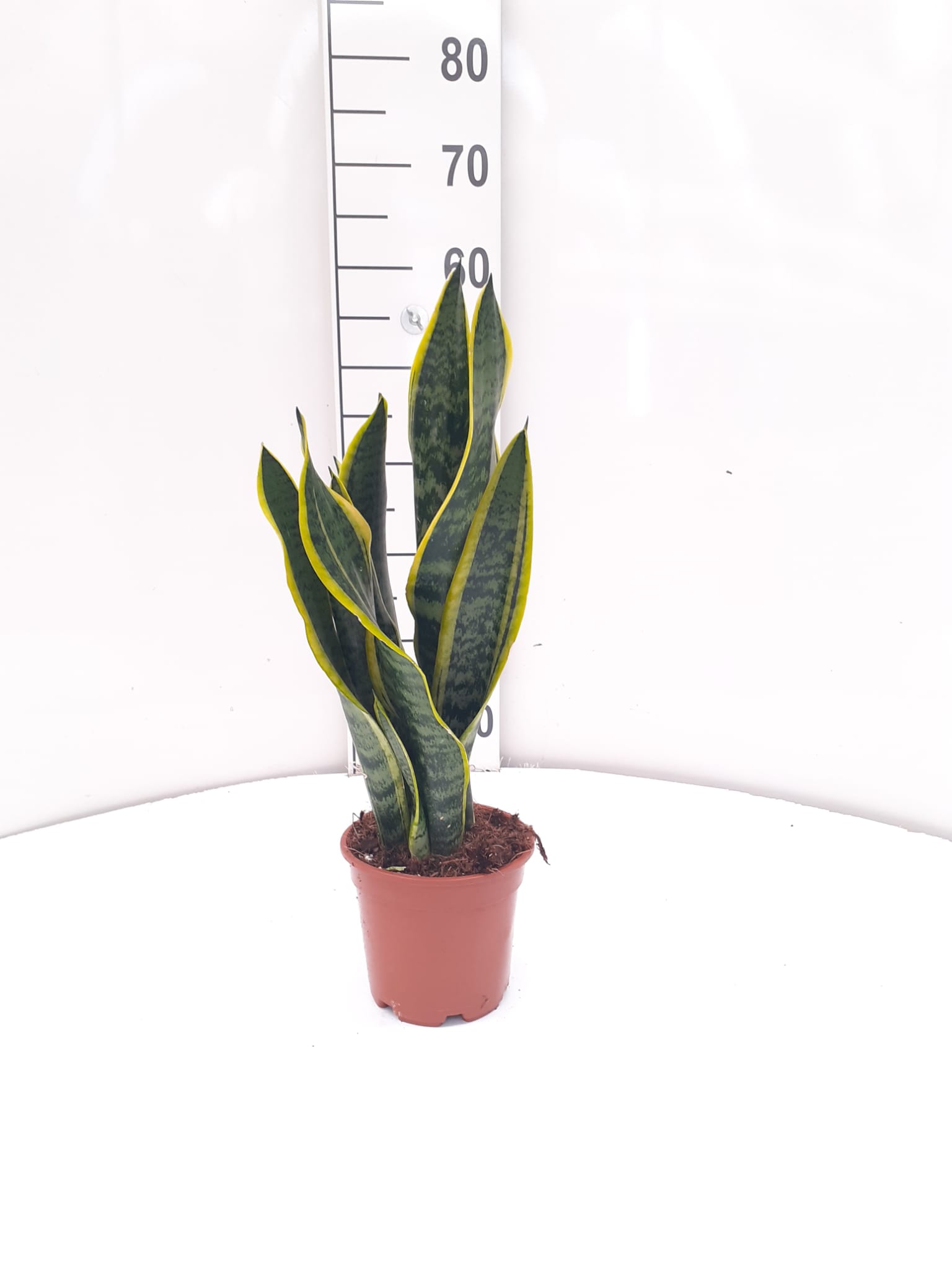 SANSEVIERIA LAURENTTI C 14