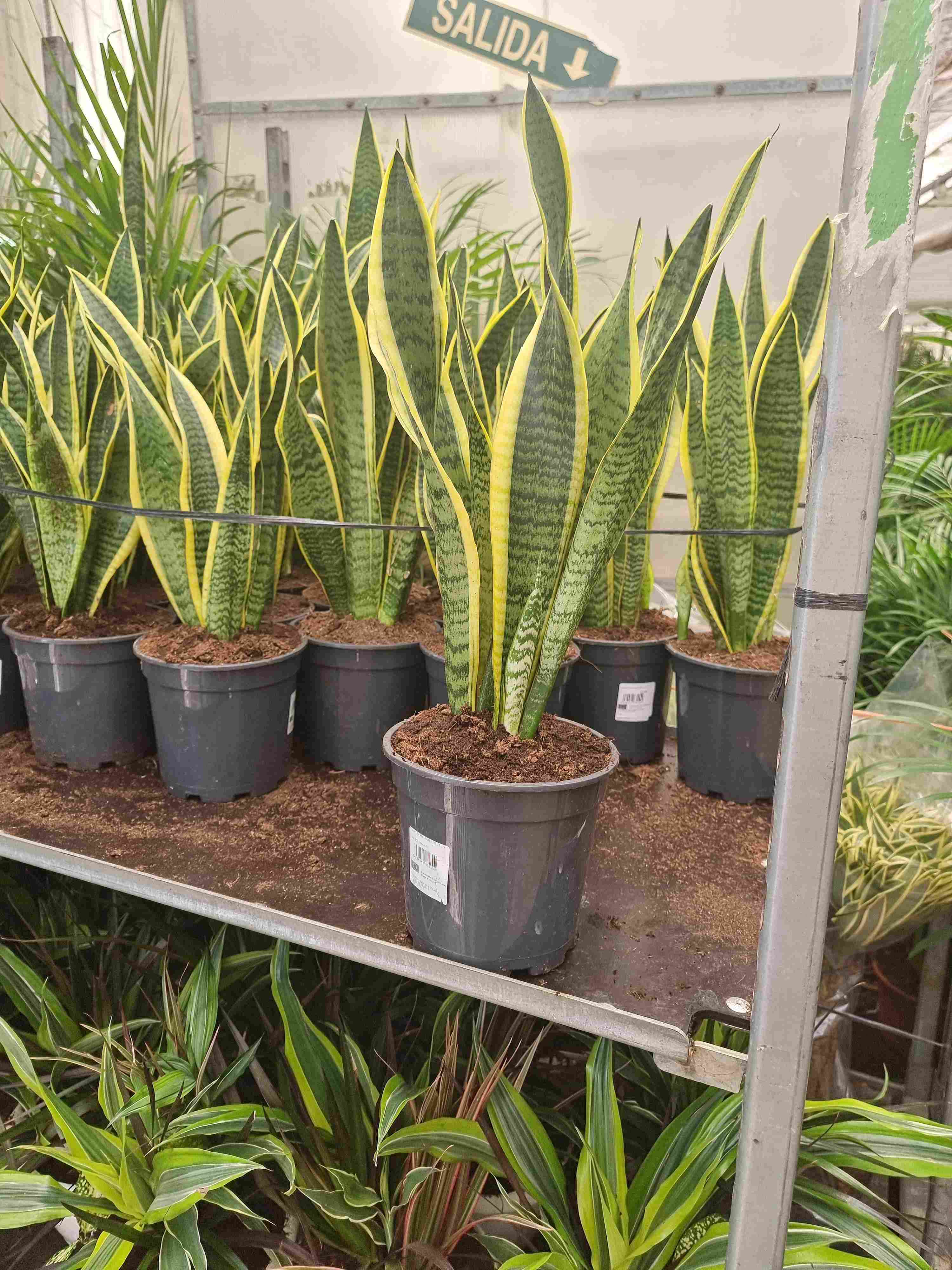 SANSEVIERIA LAURENTTI C 17