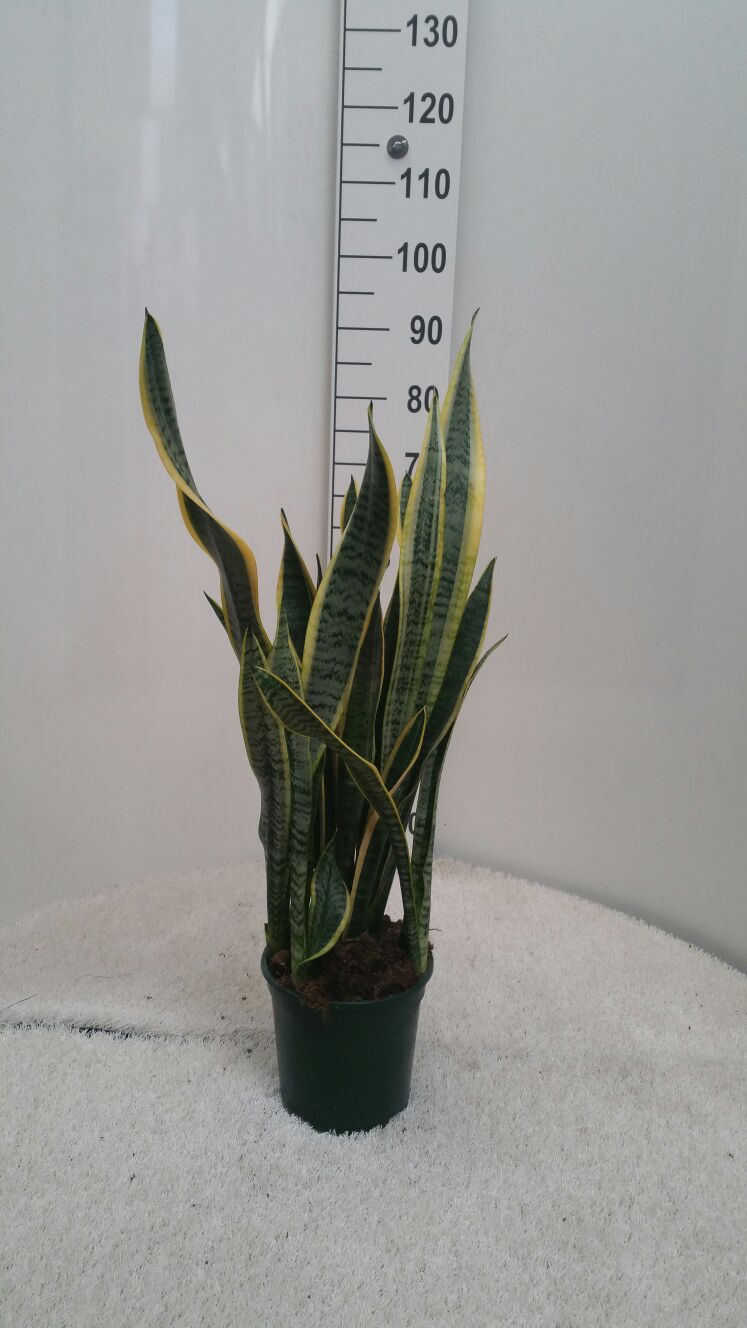 SANSEVIERIA LAURENTTI C 20