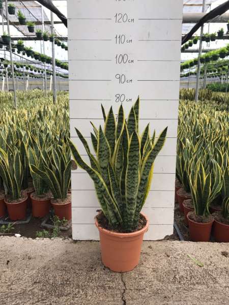 SANSEVIERIA LAURENTTI C 25