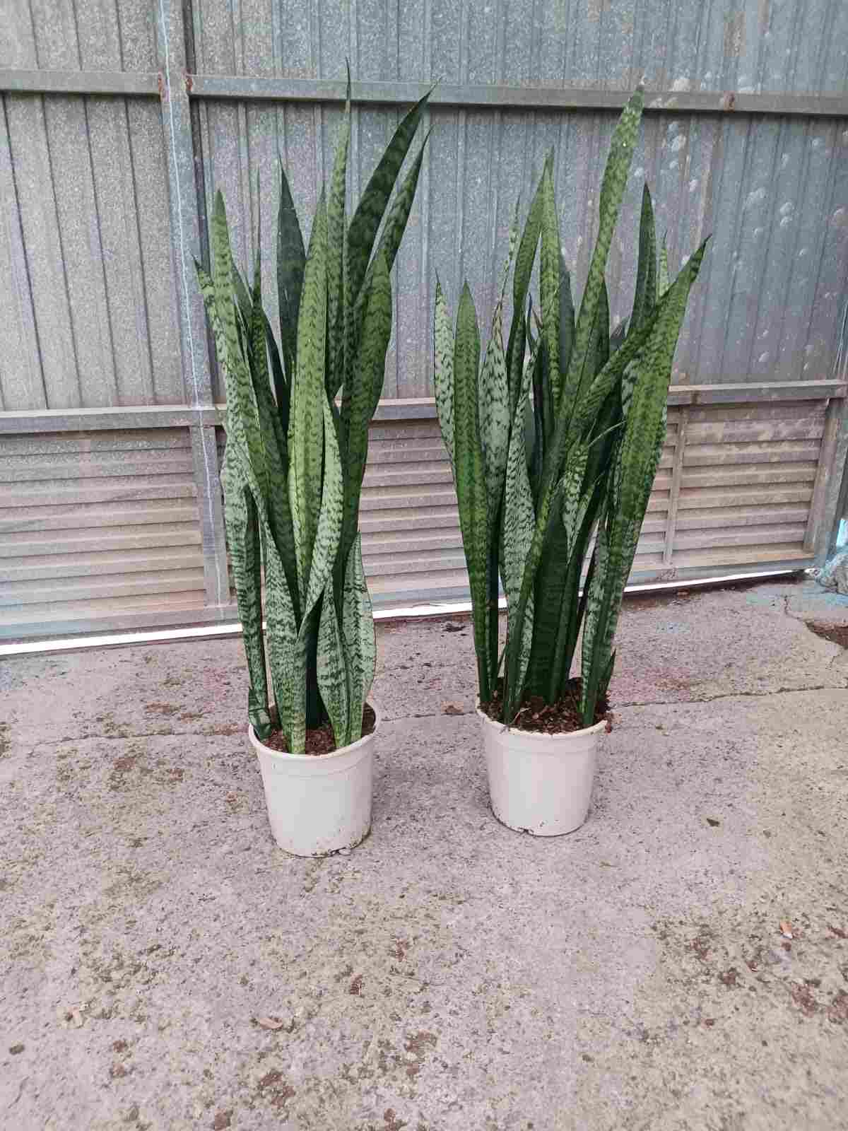 SANSEVIERIA ZEILANICA C 23