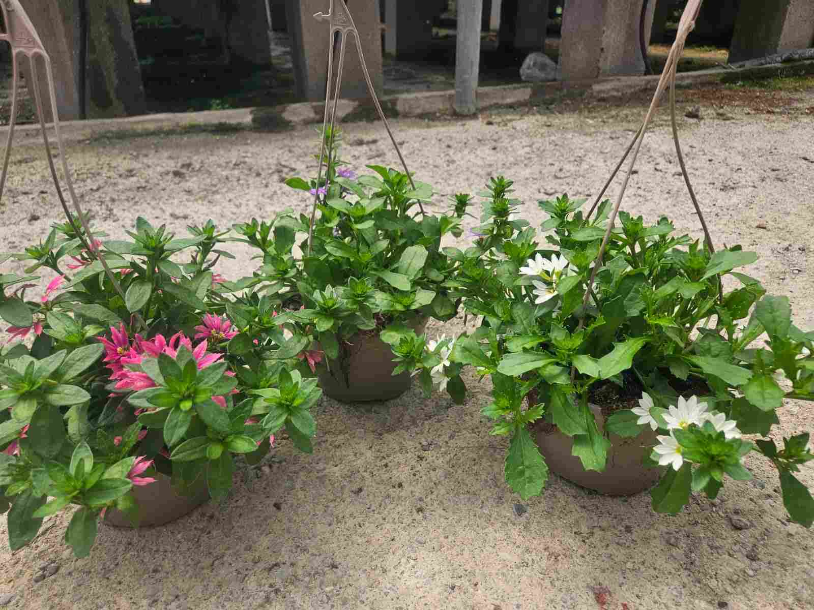 SCAEVOLA C 17 MIX