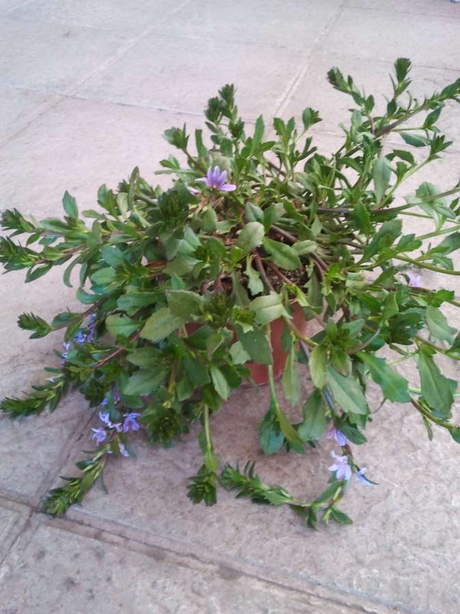 SCAEVOLA C 15 - COLGANTE