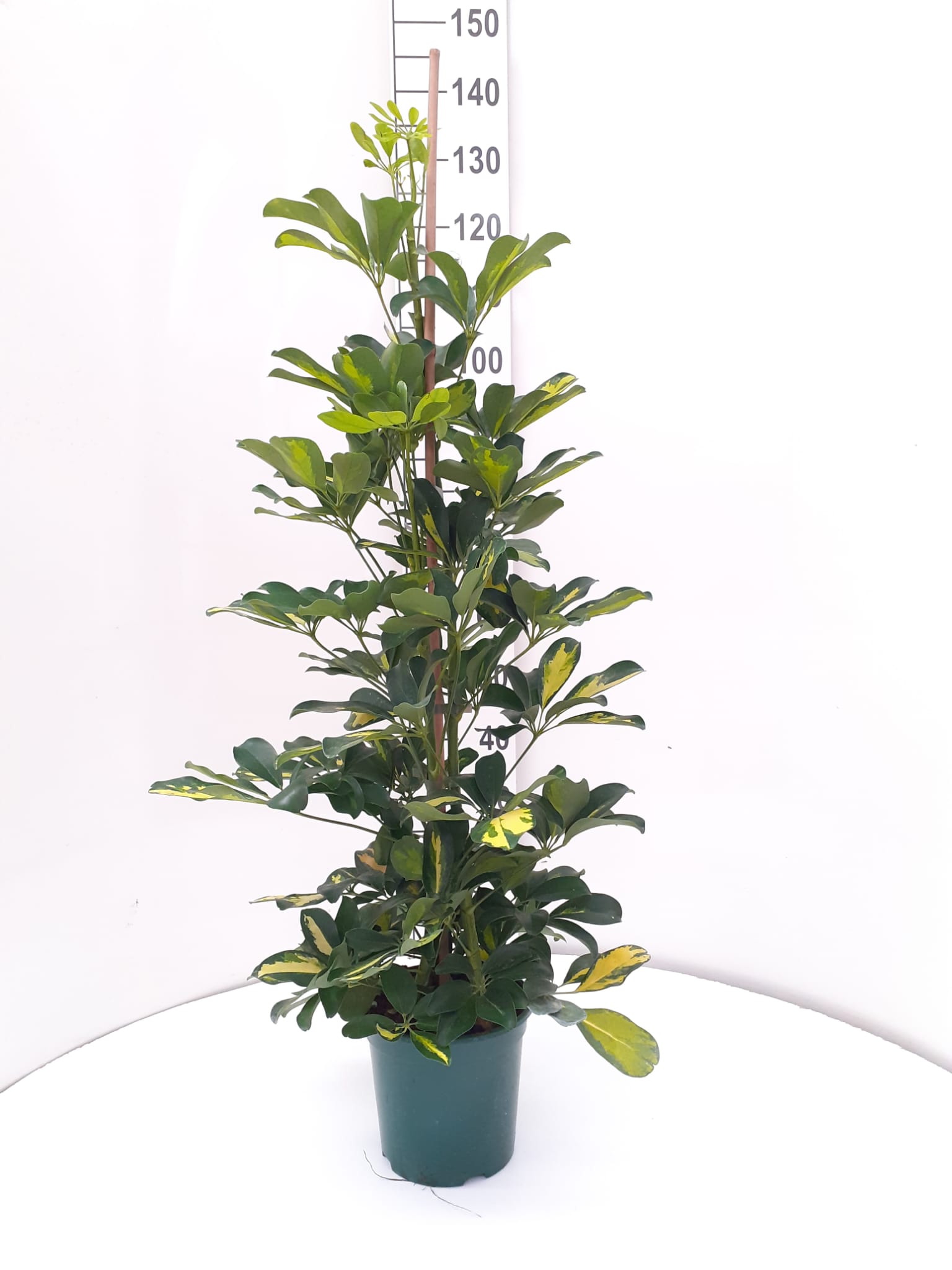 SCHEFFLERA GOLD CAPELLA C 20 120 CM