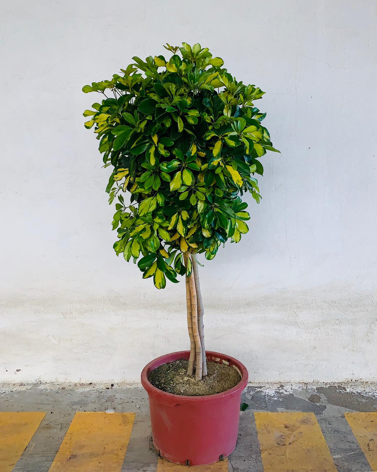 SCHEFFLERA DALTON C 50 COPA 1.50 M