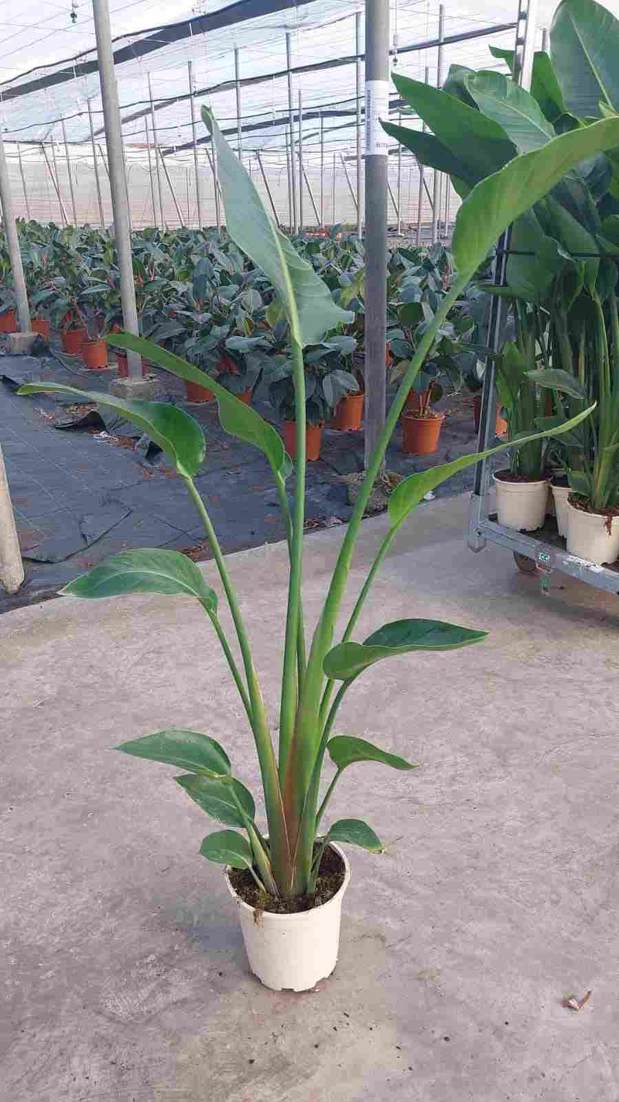 STRELITZIA AUGUSTA C 17 1 PLANTAS