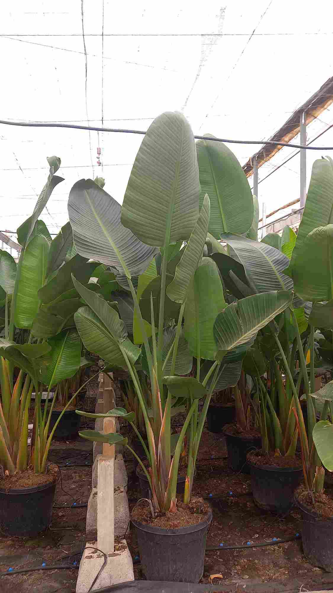 STRELITZIA AUGUSTA C 30 3 PLANTAS 1.60 M