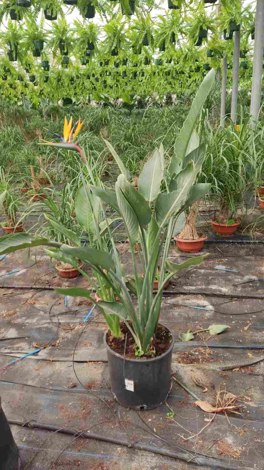 STRELITZIA REGINAE C 30 2 PLANTAS