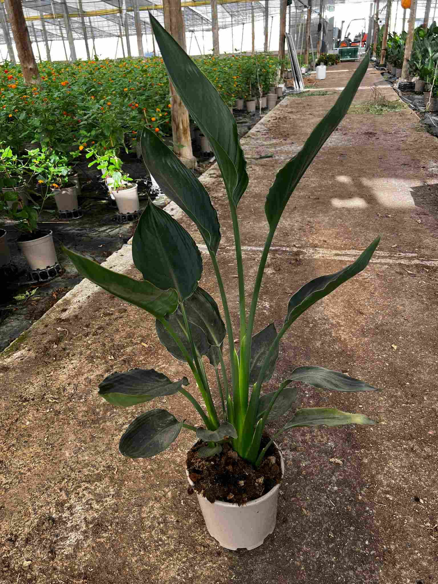 STRELITZIA REGINAE C 22 (2 PLANTAS)