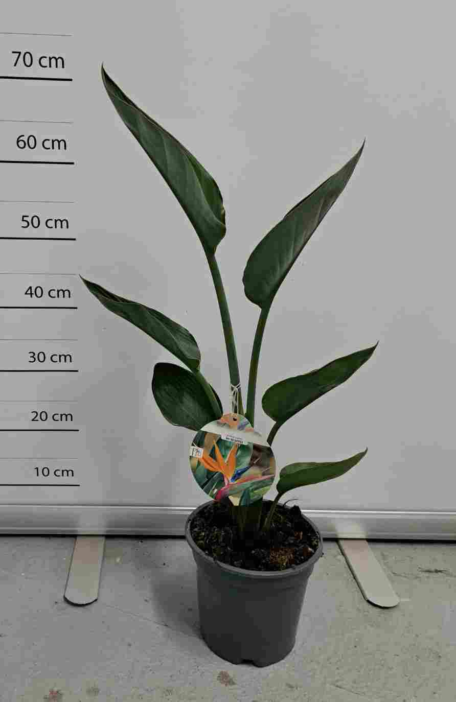 STRELITZIA REGINAE C 17 1 PLANTA