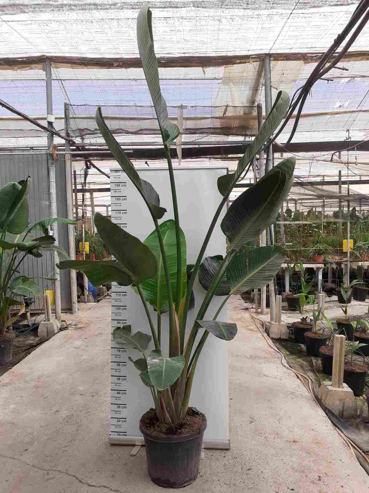 STRELITZIA AUGUSTA C 40 3 PLANTAS 2.50- 3 M