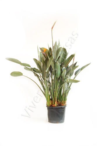 STRELITZIA REGINAE C 35 4 PLANTAS 1.10 - 1.20 M