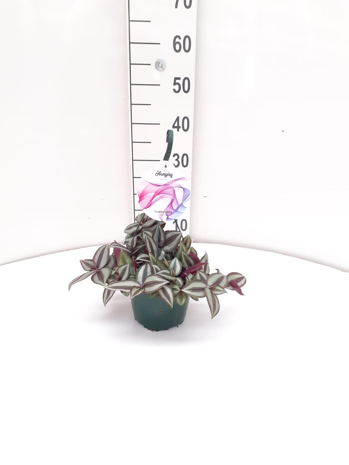 TRADESCANTIA MIX C 15 - COLGAR
