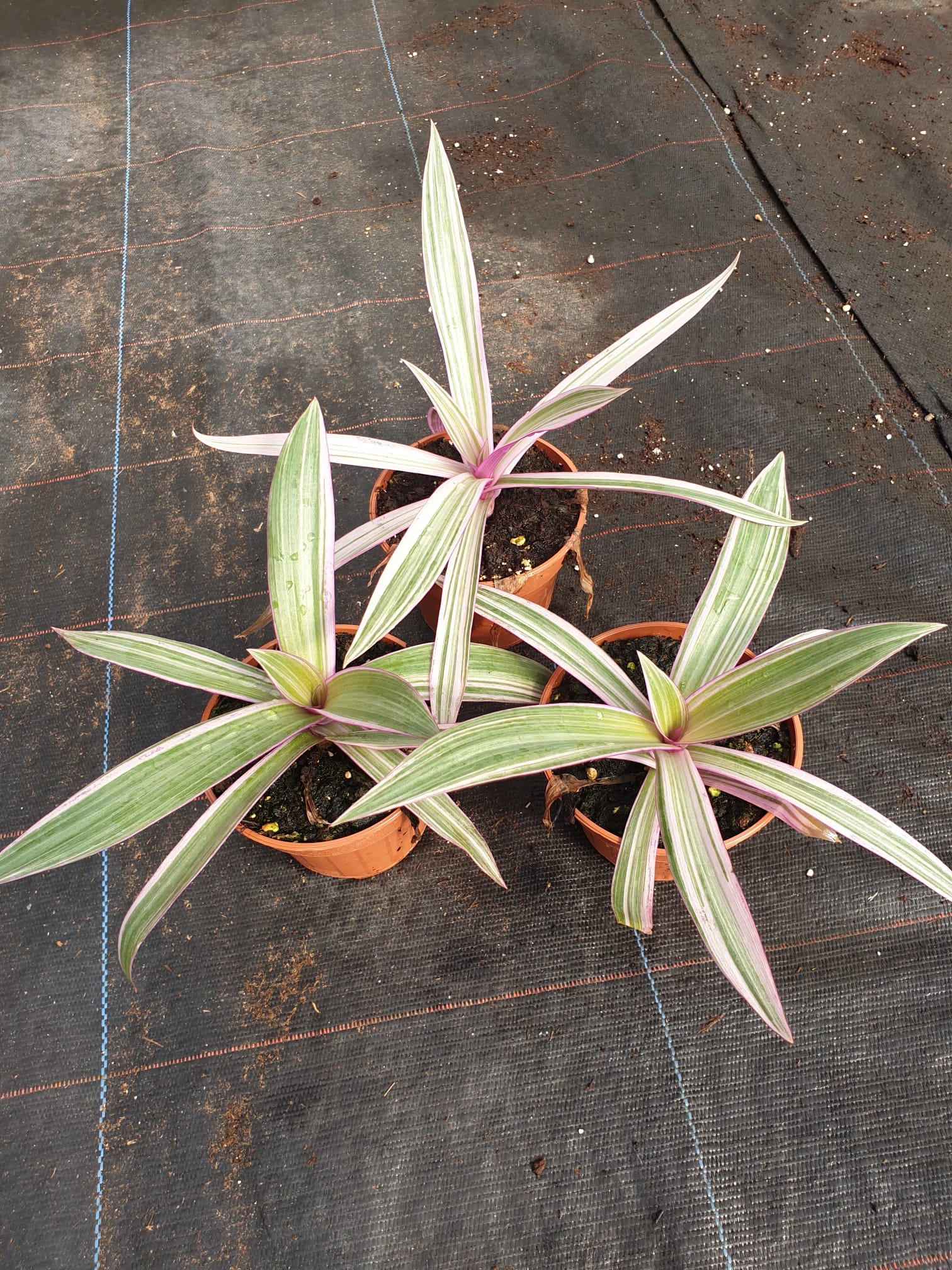 TRADESCANTIA C 12