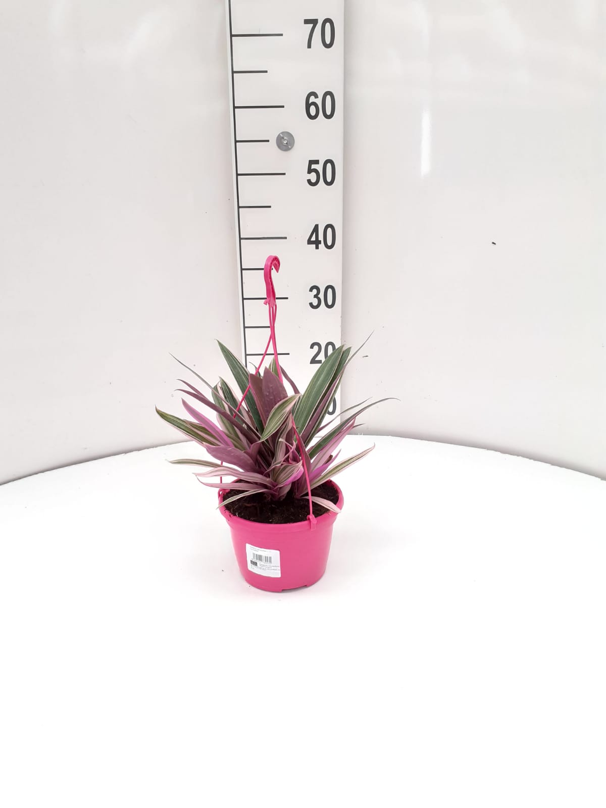 TRADESCANTIA PINK C 15 - GOLGANTE