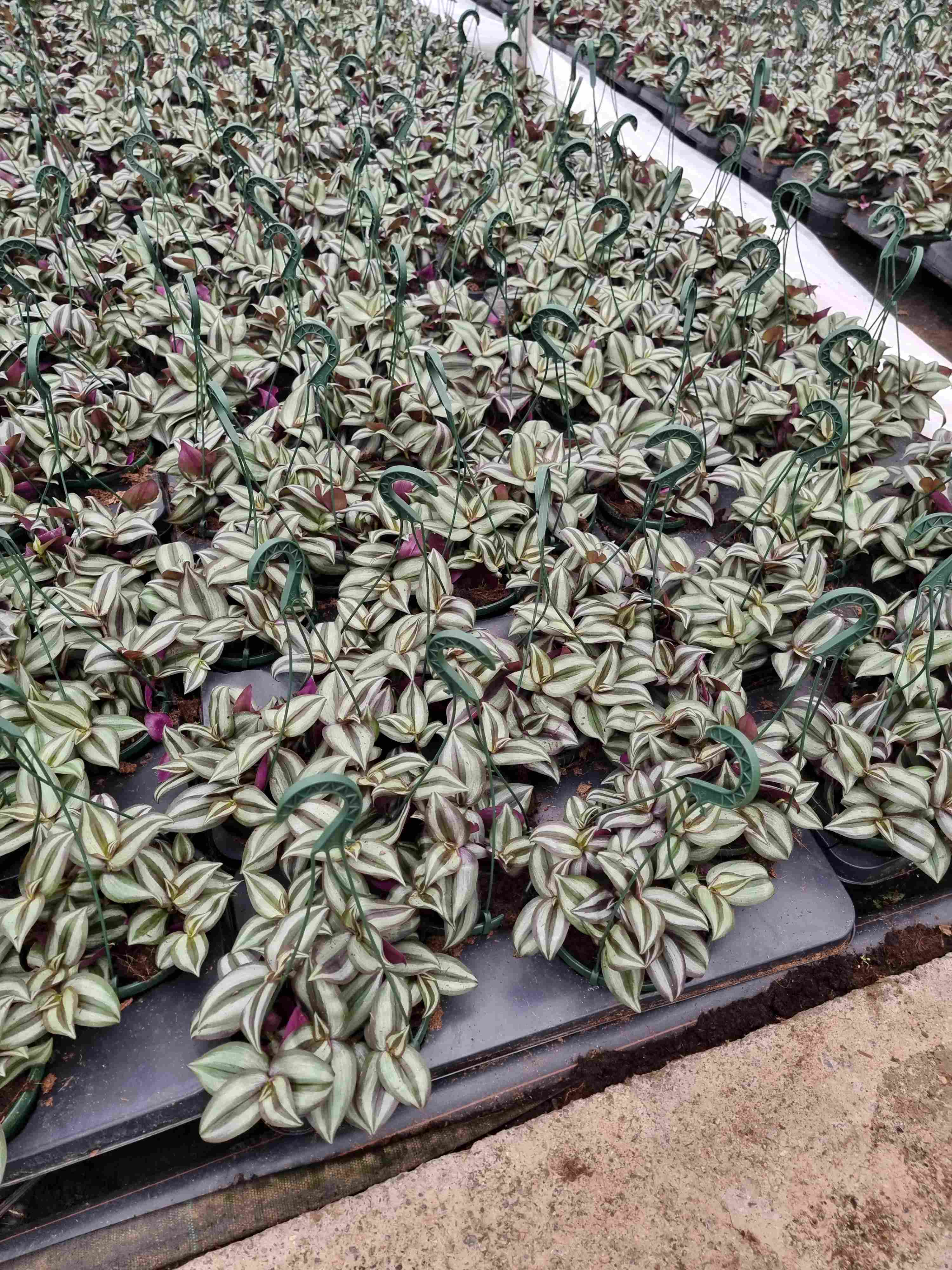 TRADESCANTIA ZEBRINA C 15