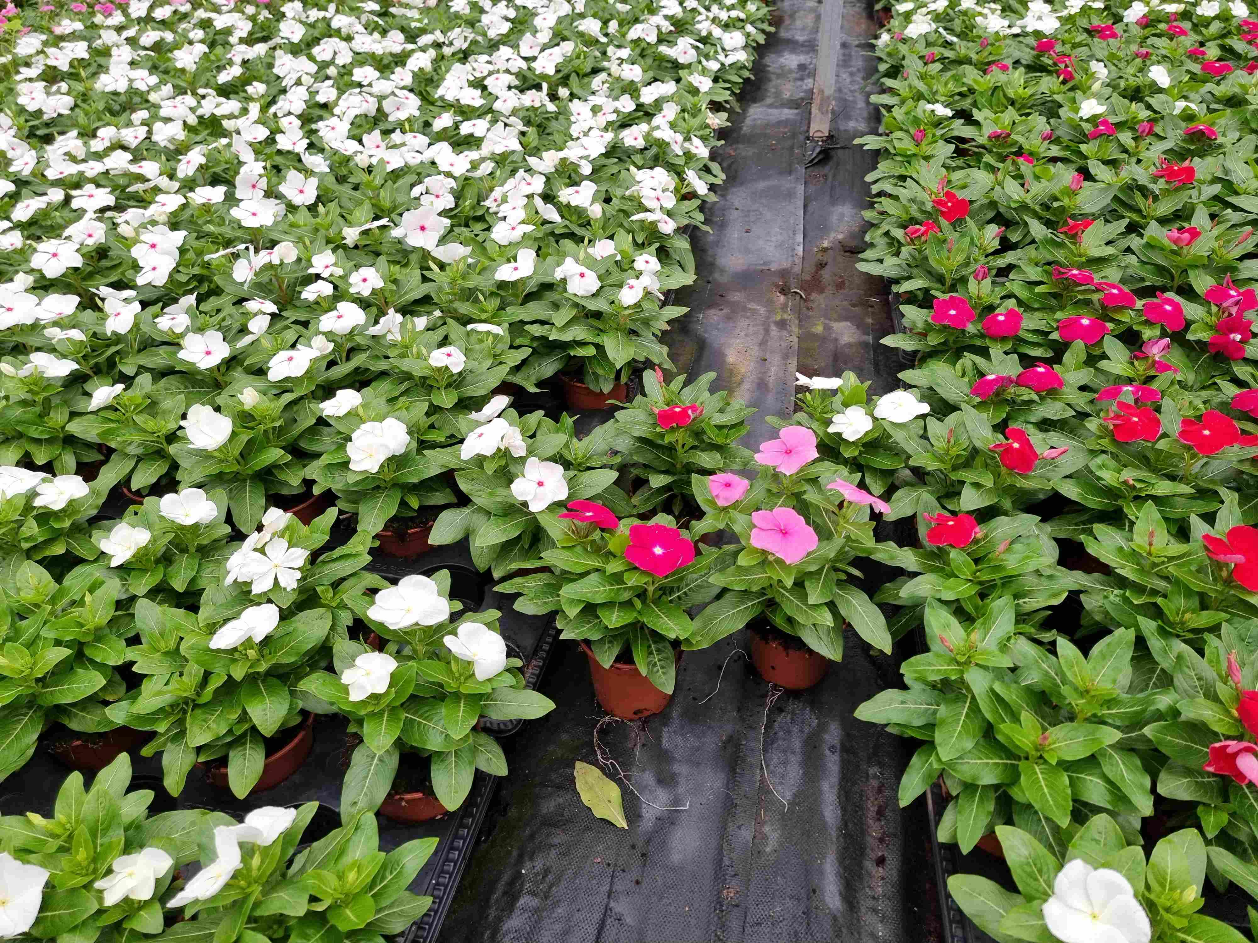 VINCA C 10.5