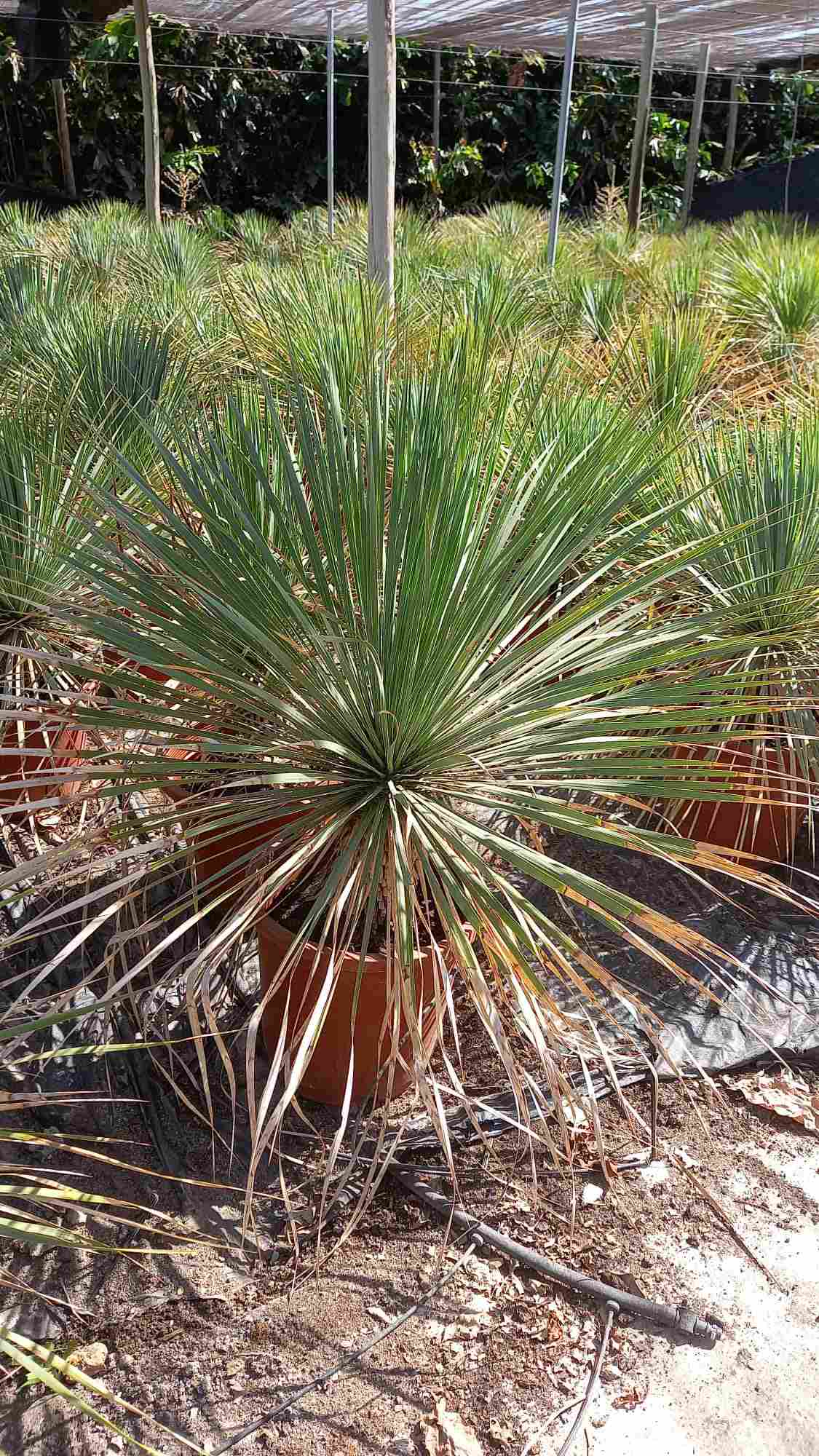 YUCCA ROSTRATA C 30