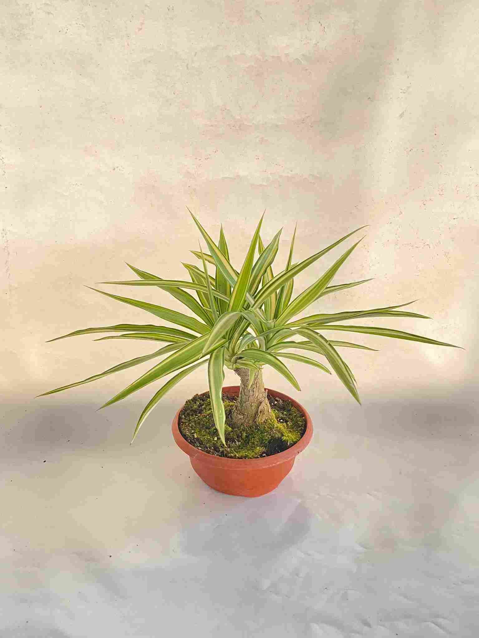 YUCCA JEWEL BONSAI C 30