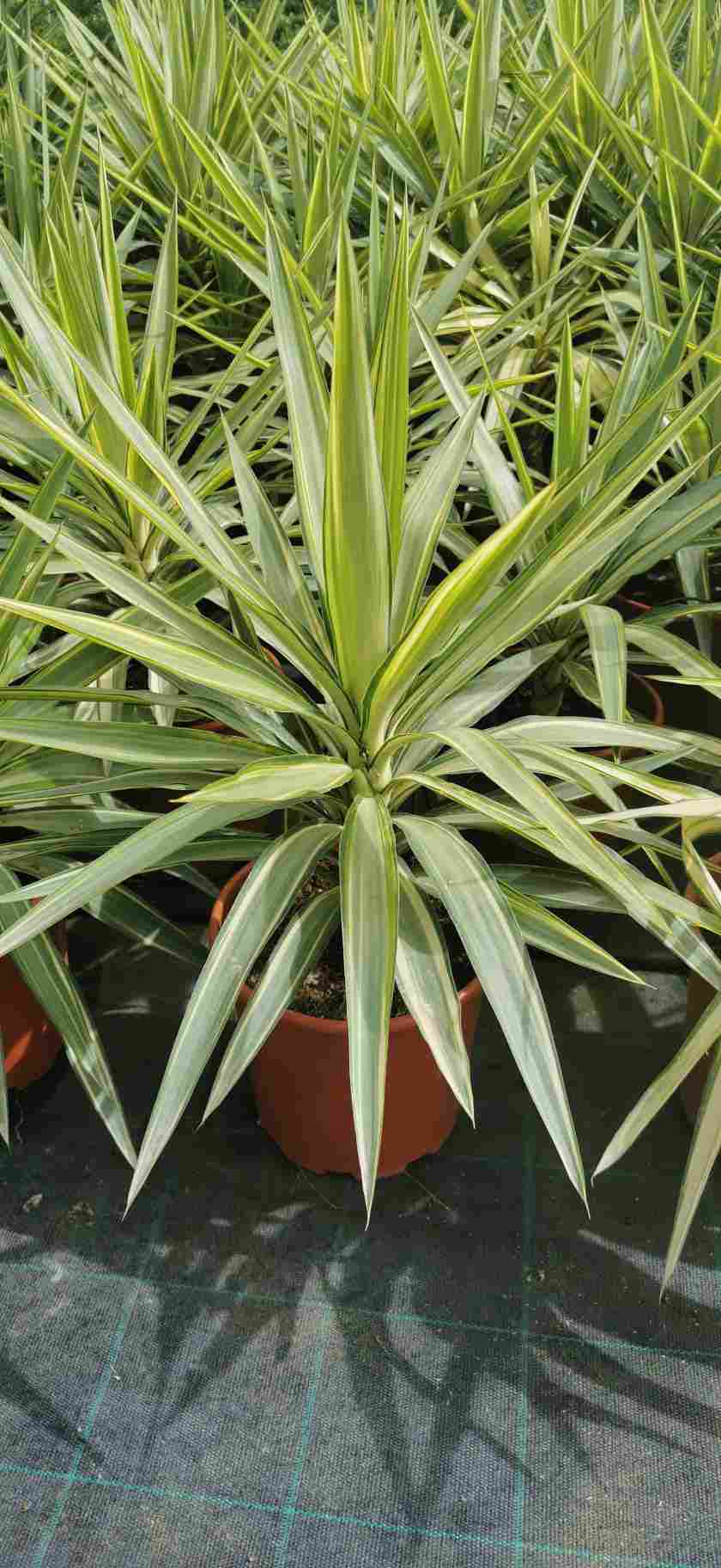 YUCCA JEWEL C 17 1 BROTE