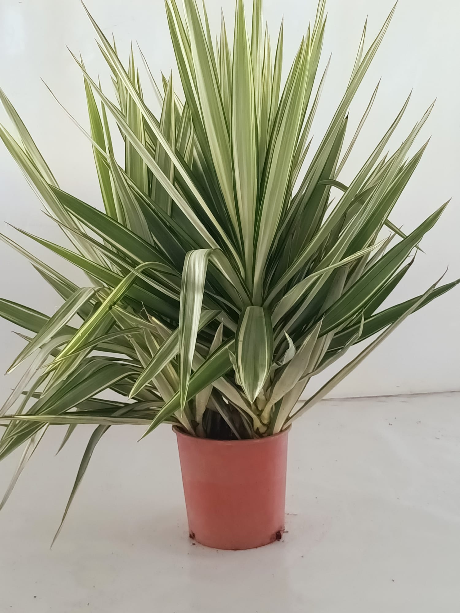 YUCCA JEWEL C 35 3 CABEZAS