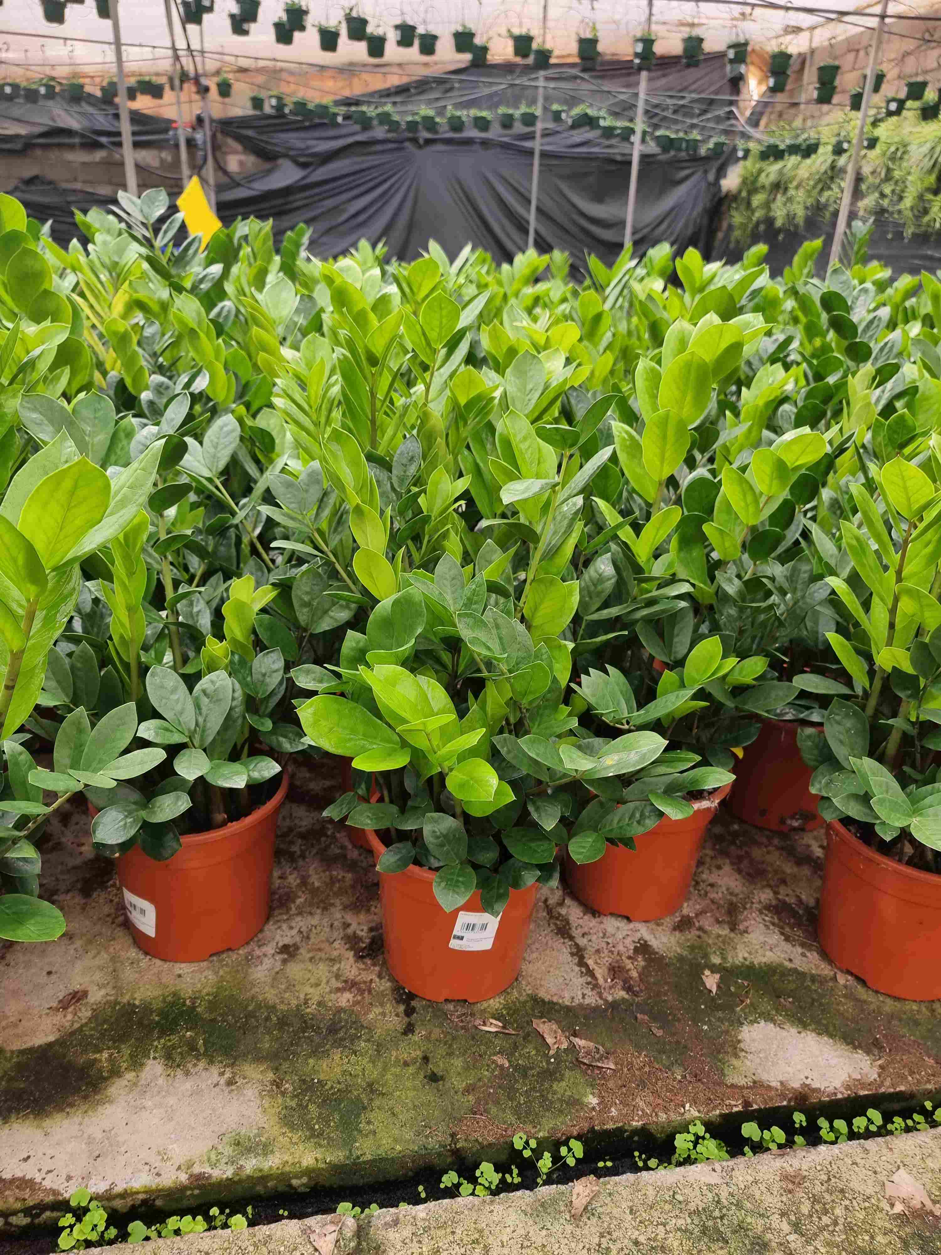 ZAMIOCULCAS C 17