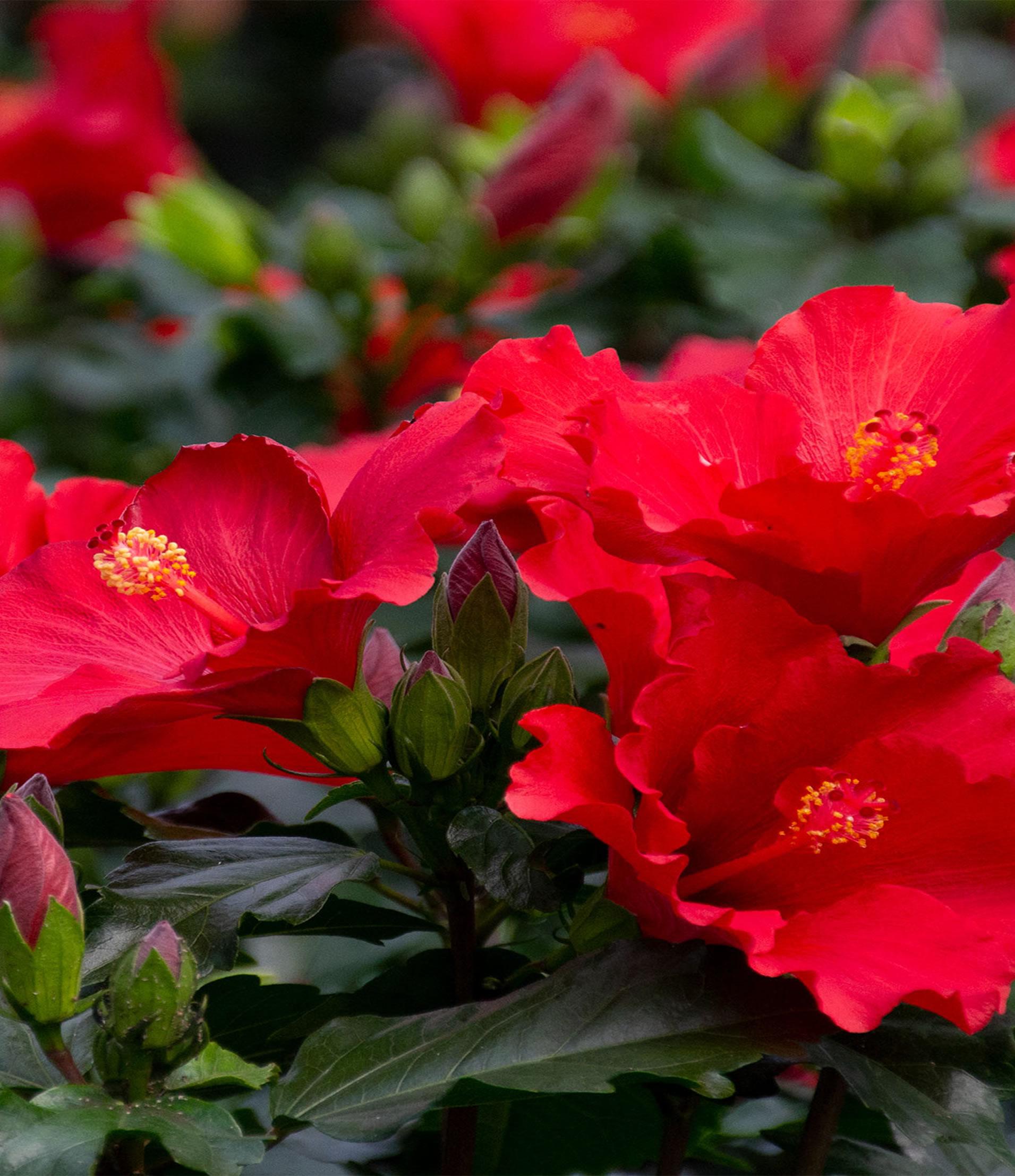 Empresa con más de 25 años de experiencia expecializada en la producción y distribución de plantas ornamentales en Almería.